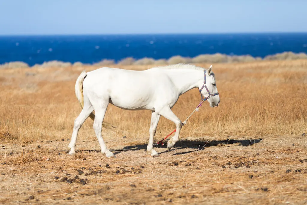 rare camarillo white horse wandering under the sun