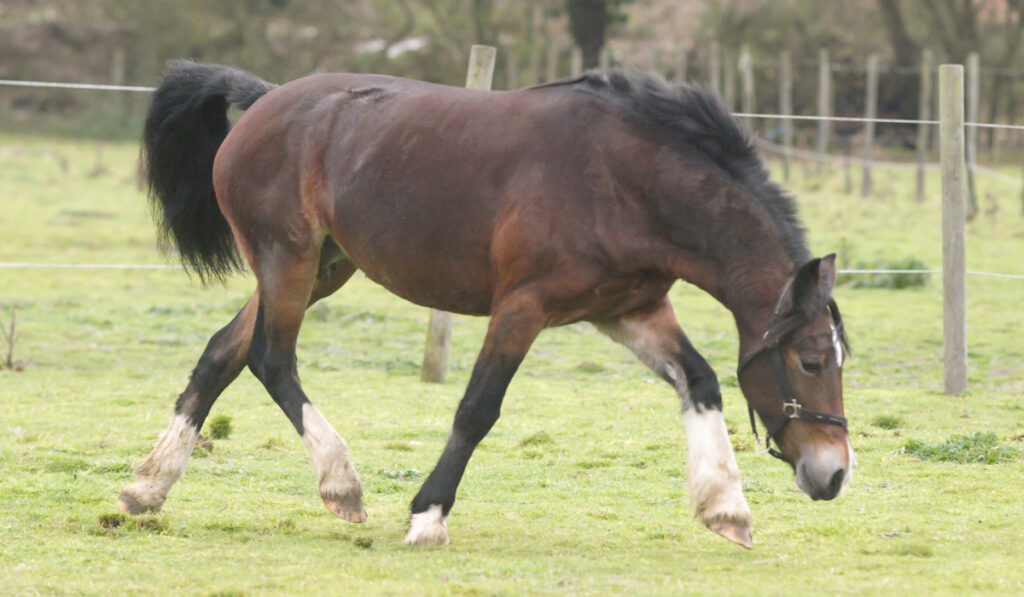 A young bay Welsh cob in a winter paddock