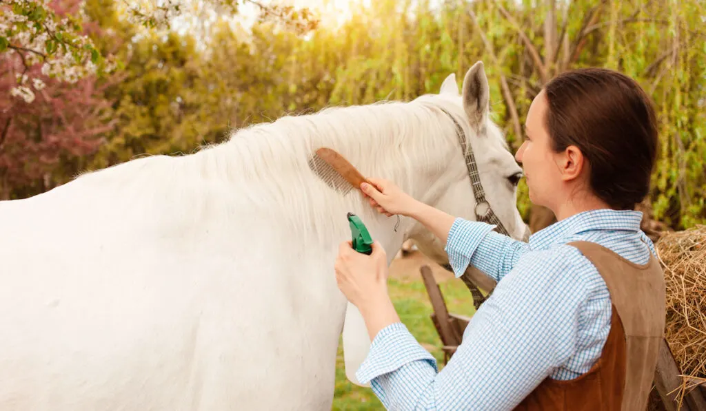 A young beautiful woman combs the mane and tail of a horse with a wooden comb