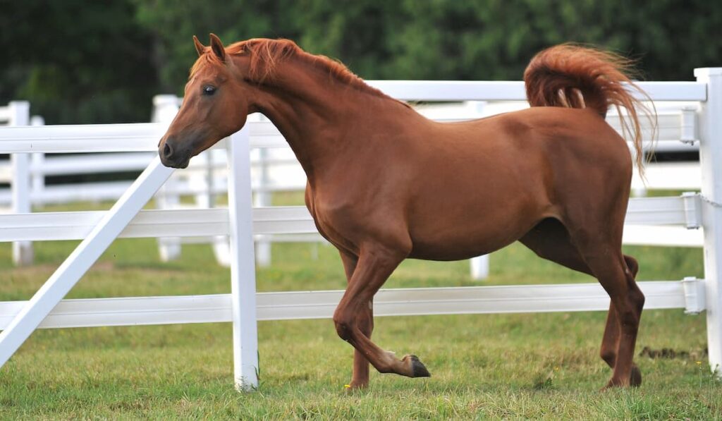 A young chestnut Morgan Horse mare runs free and uninhibited, strutting her stuff.