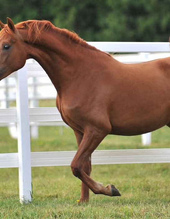 young chestnut morgan horse mare runs free and uninhibited strutting her stuff