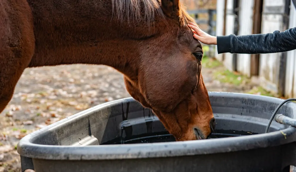 A young equestrian pats the head of a horse while he drinks water from a container of water