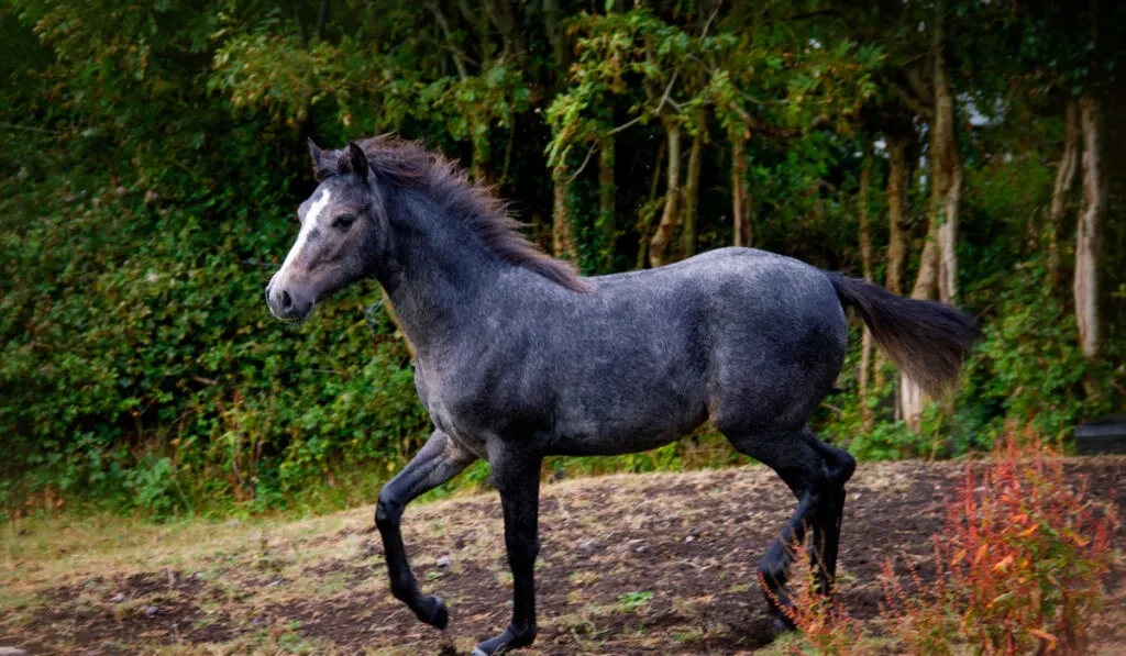 A young grey Connemara filly running in a pasture on a warm summer's day.