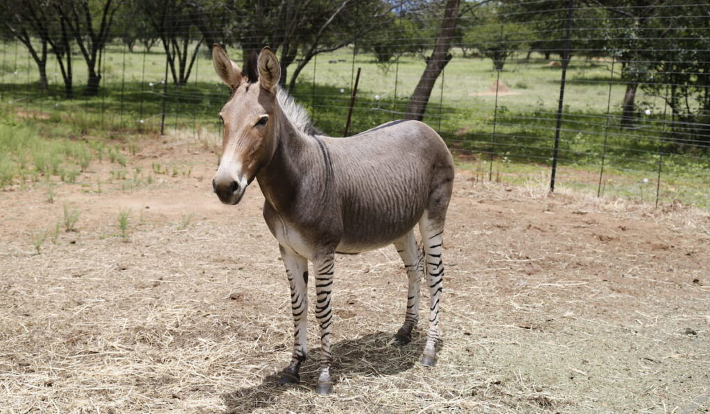 A zebroid in the farm