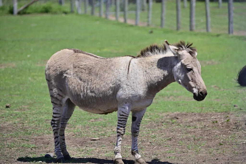 A zebroid is the offspring of any cross between a zebra and any other equine