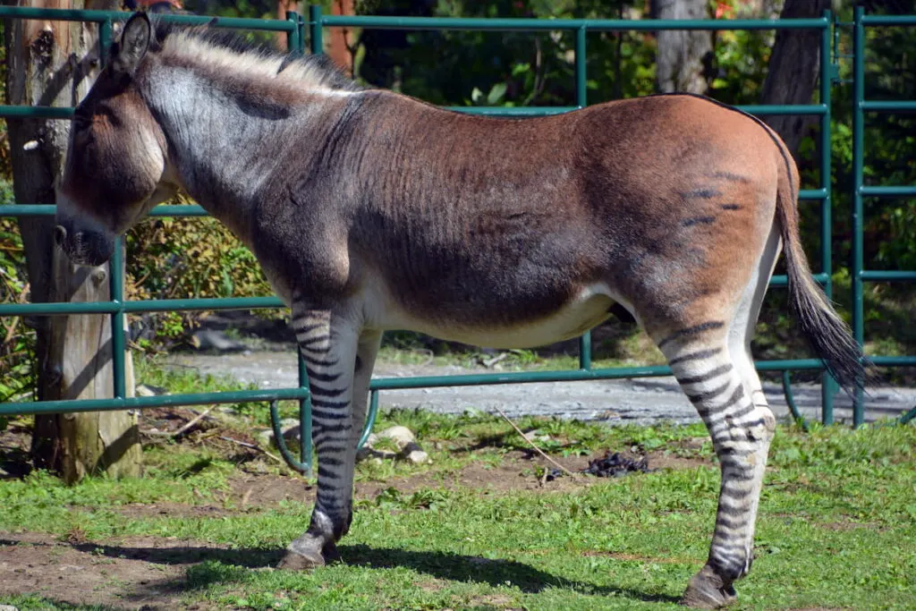 A zebroid is the offspring of horse and zebra