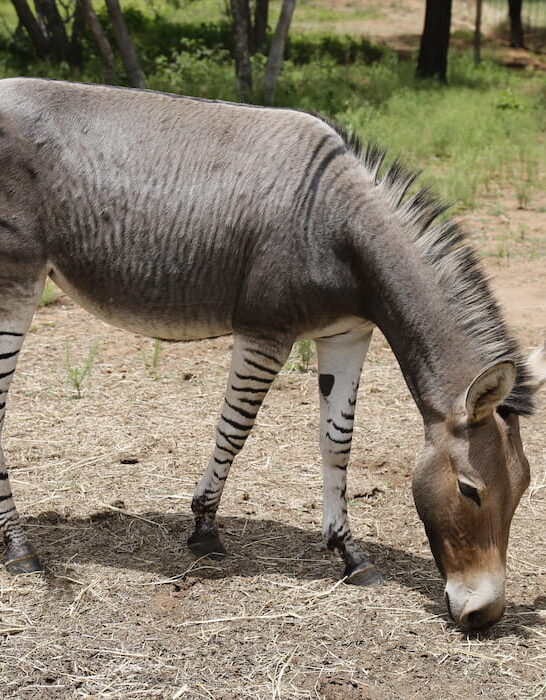 breed of zebra and horse, zebriod