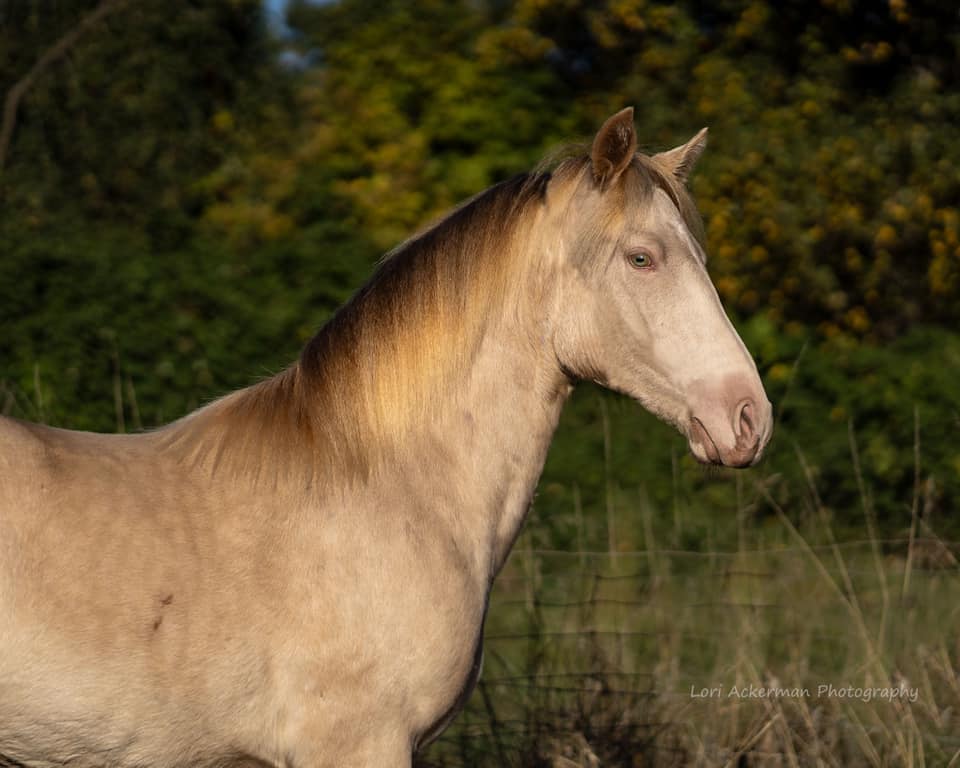 Aayla - BLM Mustang near wire fence on the farm