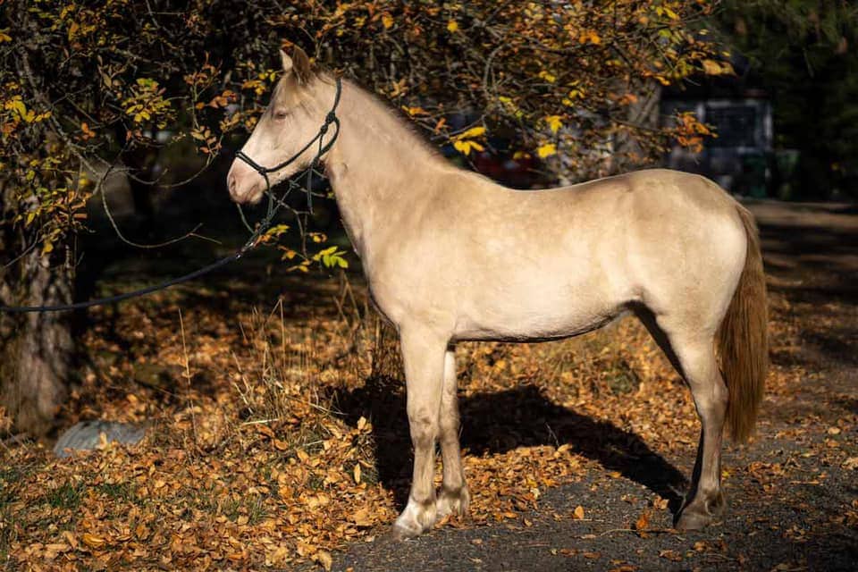 BLM Mustang standing near tree with fallen dried leaves