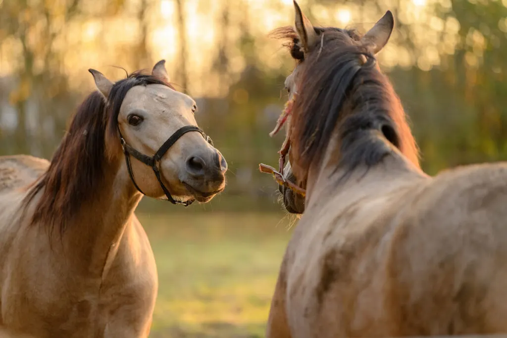 Adorable brown konik horses facing to each other in the field