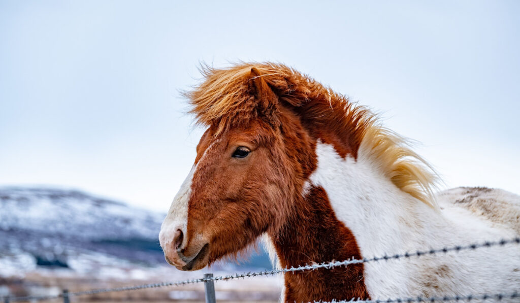 Adorable face of a light brown and white Icelandic horse behind the barbed wire fence