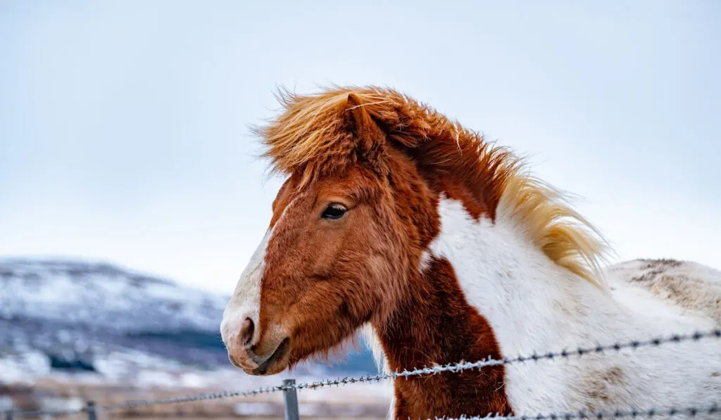 Adorable face of a light brown and white Icelandic horse behind the barbed wire fence