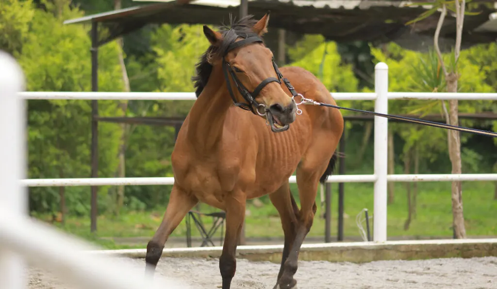 Adult brown stallion horse runs during training at the stable