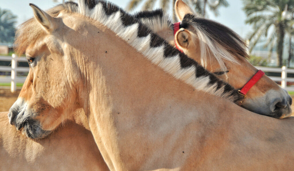 Affectionate Norwegian Fjord horses with jagged manes  ee220329