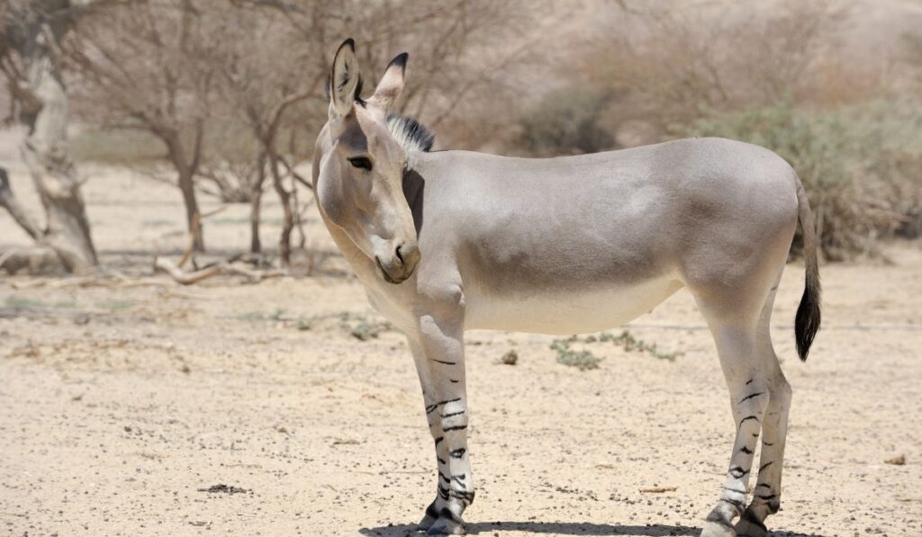 African Wild Ass