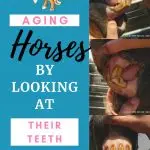 pictures of a 20 year old horses mouth and teeth