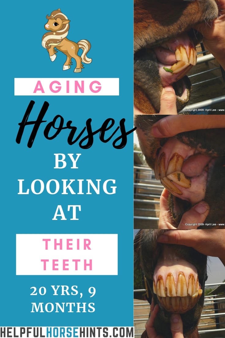 Aging a Horse By It's Teeth 20 Years 9 Months Arabian Helpful Horse Hints