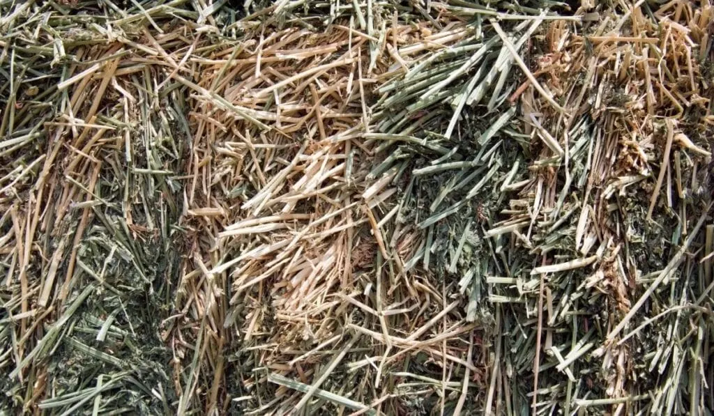 Alfalfa