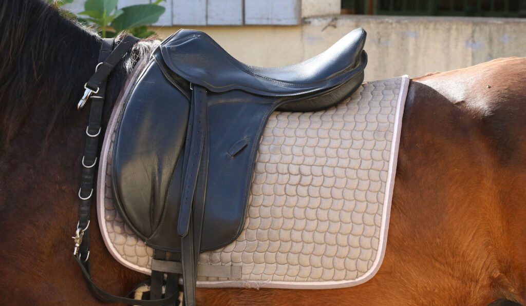 All purpose leather saddle and saddle cloth on the back of the horse, ready for training