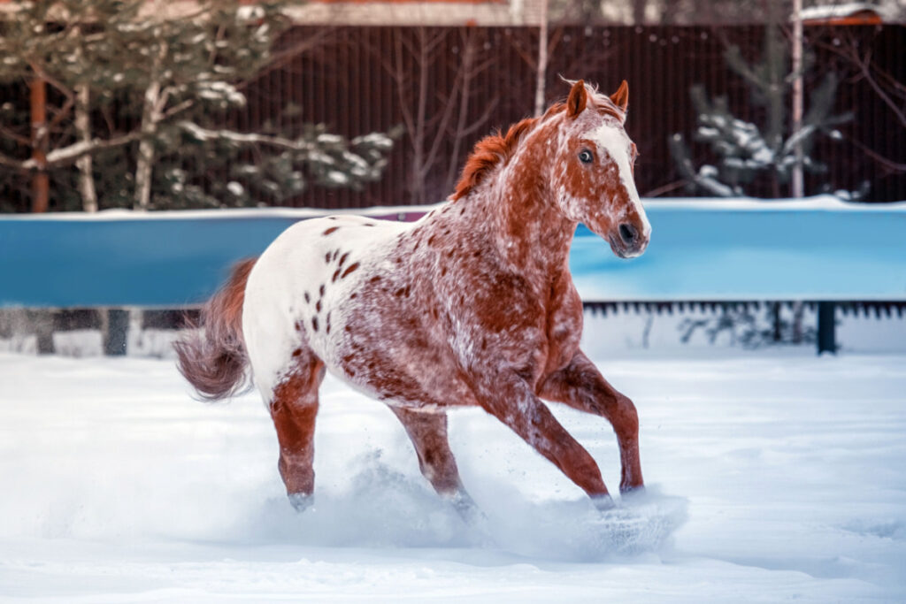American Appaloosa galloping in the snow