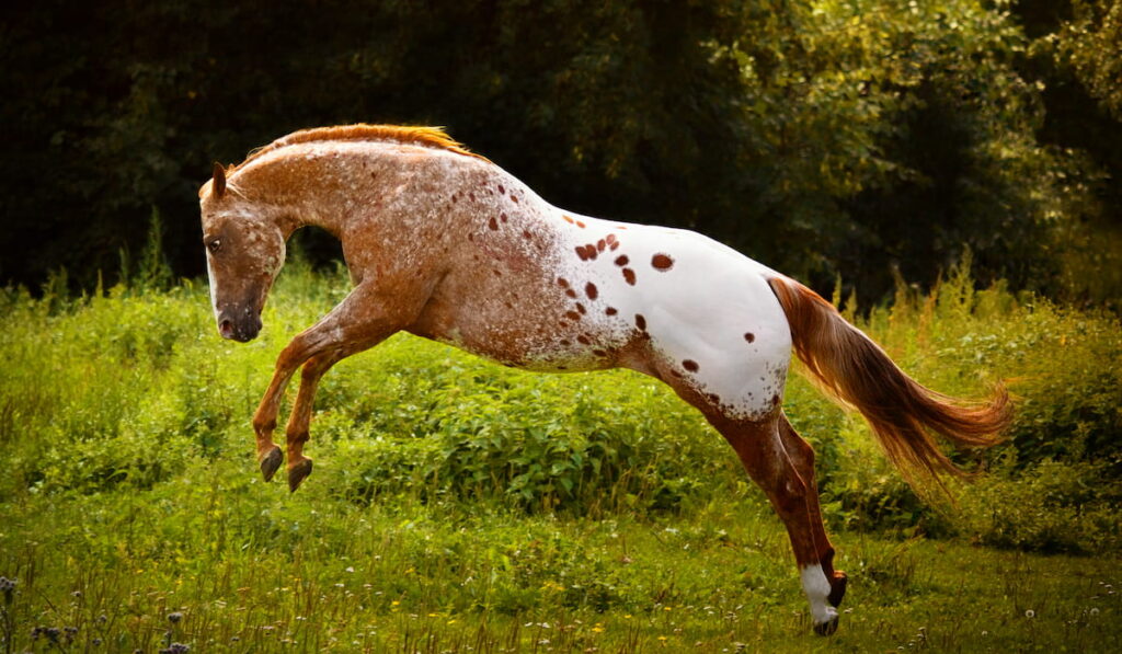 American Appaloosa horse 