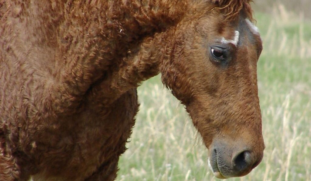 American Bashkir Curly Horse