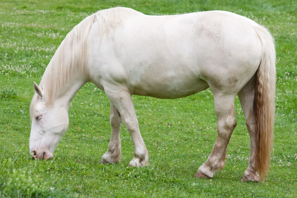 American Cream Draft grazing in the field