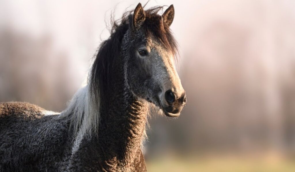 American Curly Horse