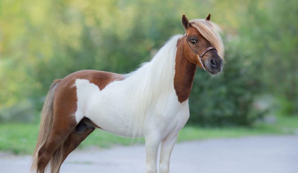 American Miniature Horse standing on nature background