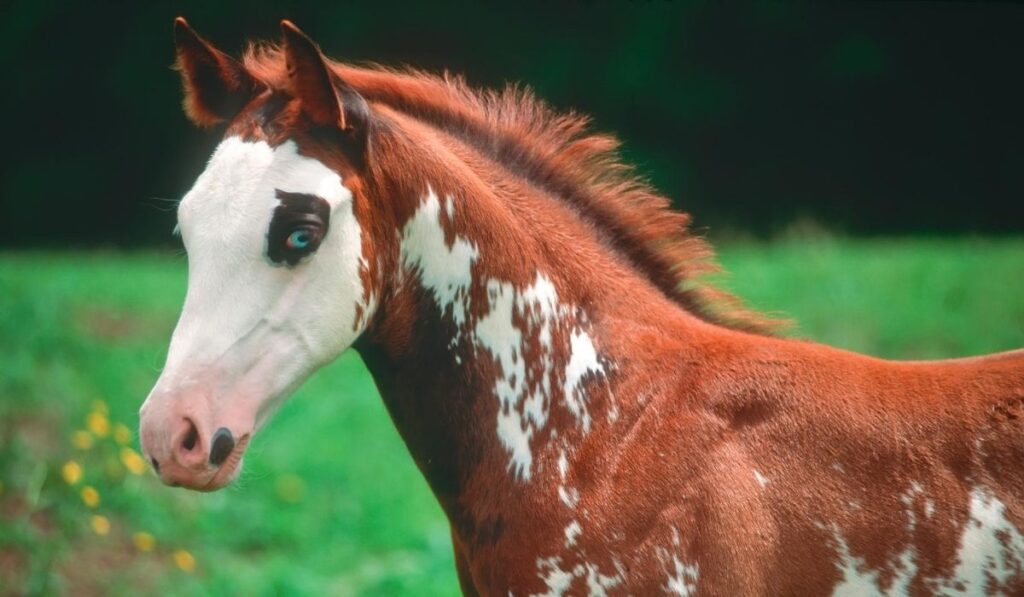 American Paint Horse