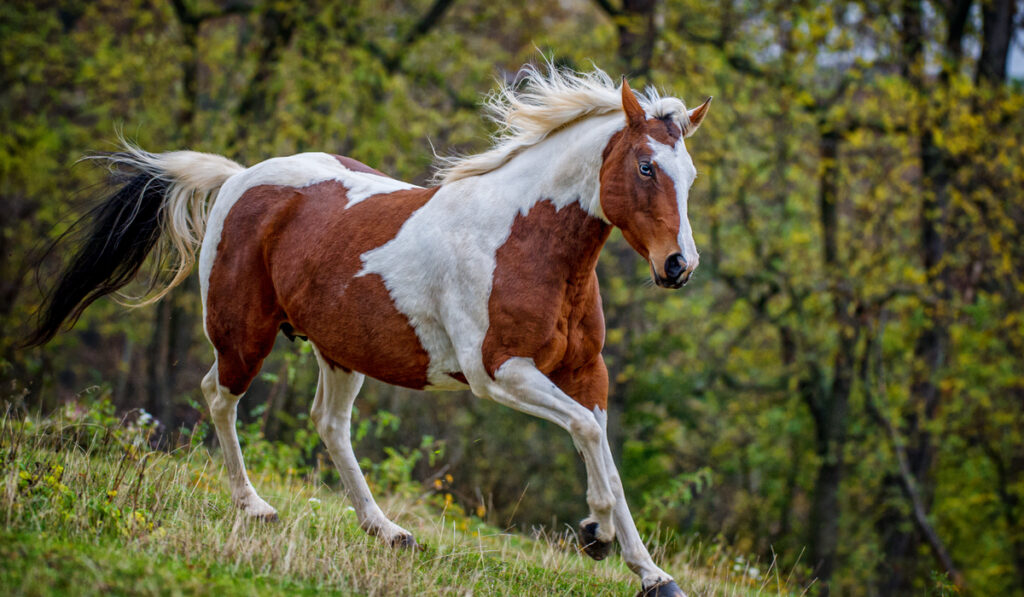 American Paint Horse running in the forest