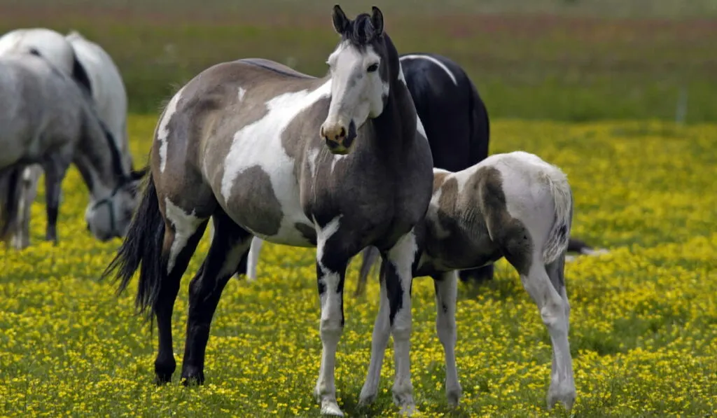 American Paint Horse on the field with yellow flowers