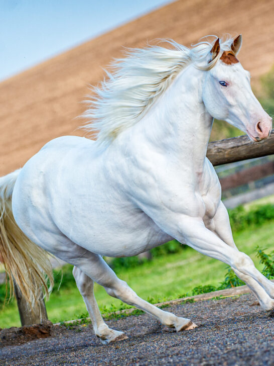 american paint horse