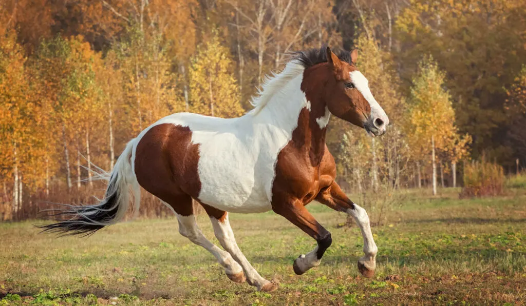 American Paint horse in freedom, playing around