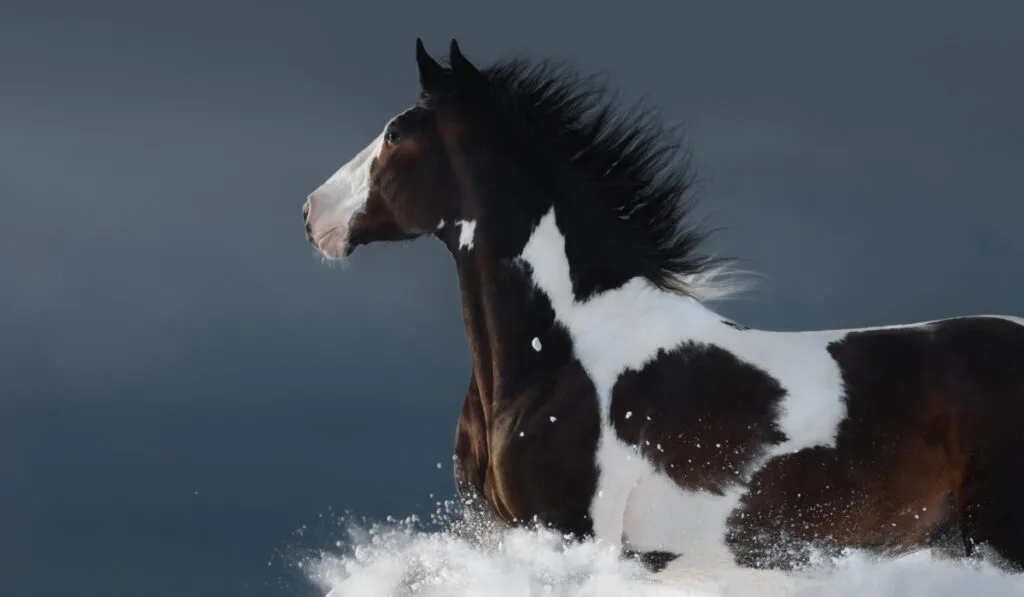American Paint horse running gallop across winter snowy field  ee220329