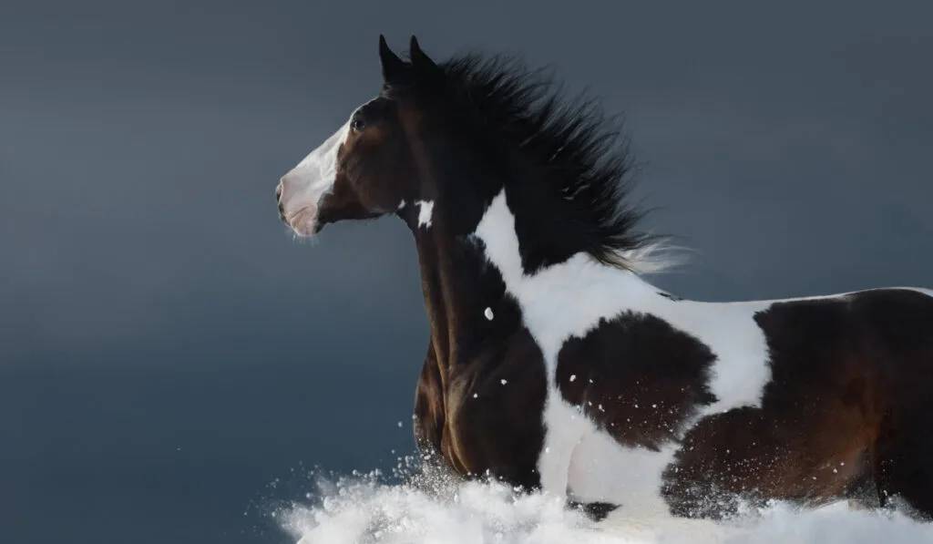 American Paint horse running gallop across winter snowy field ee220329