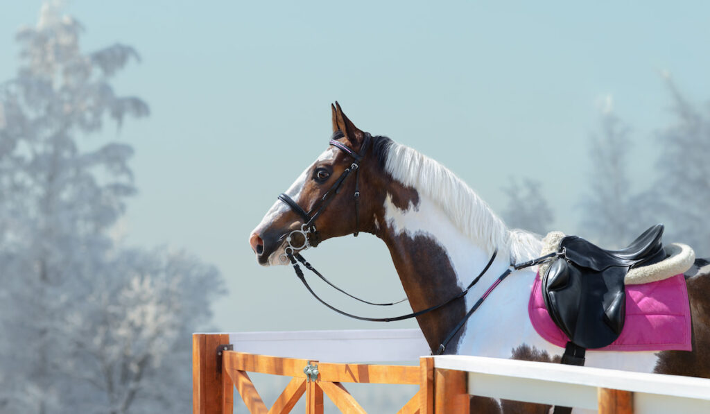 American Paint horse with bridle and English saddle against background of winter landscape