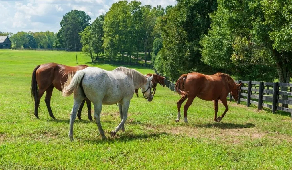 American Pharaoh