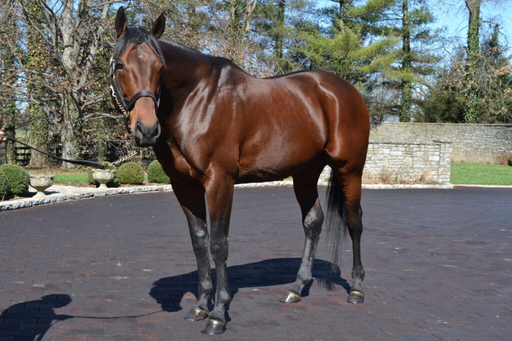 American Pharaoh standing under the sun 