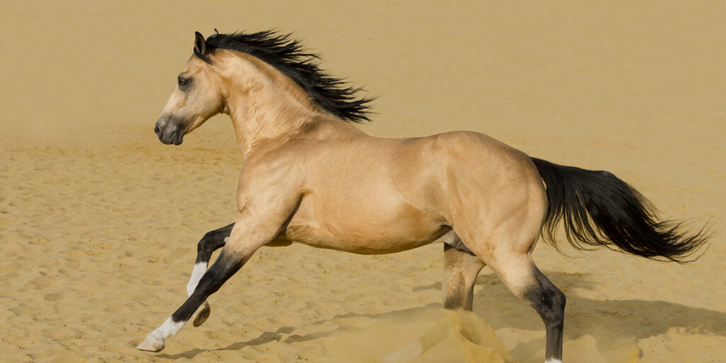 American Quarter Horse Buckskin Stallion running in the sand