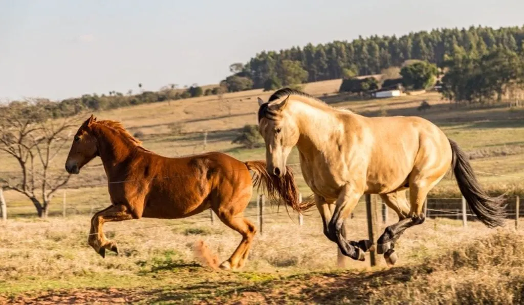 Two horses running