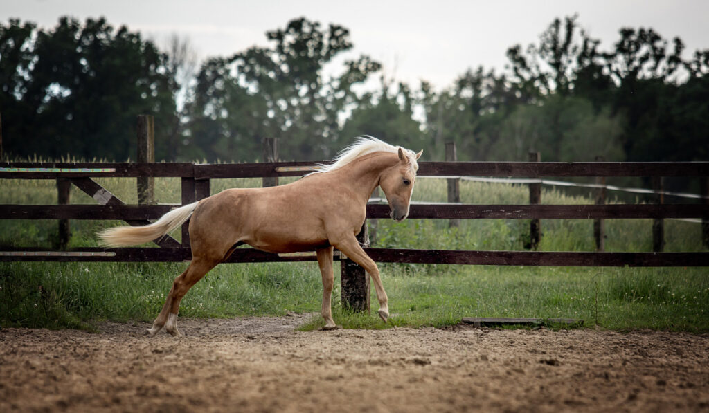 American Quarter Horse running free on a meadow