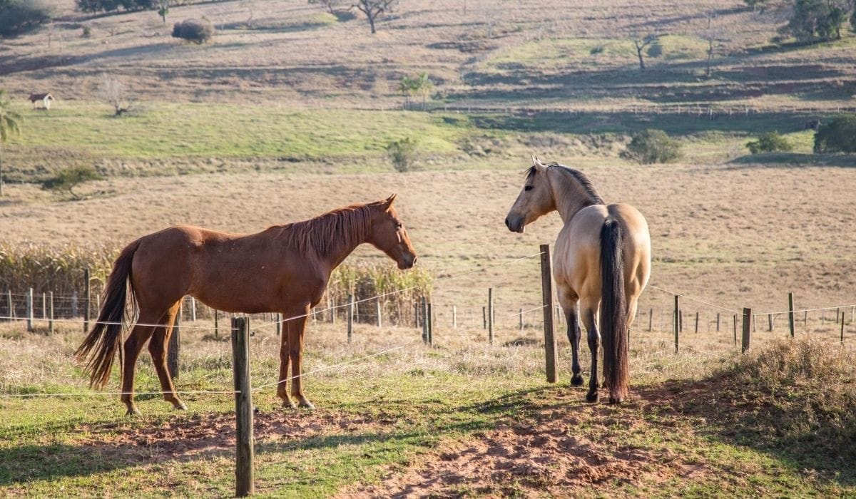 American Quarter Horse