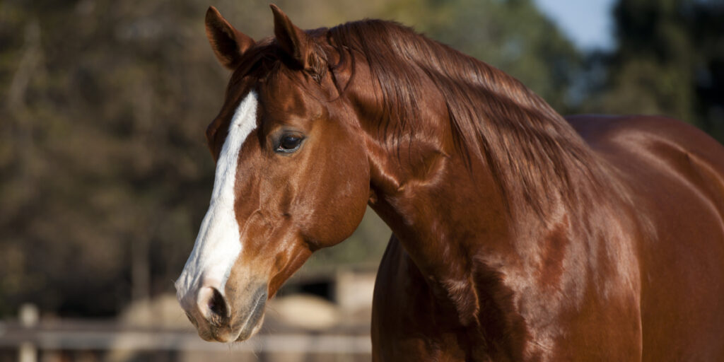 American Quarter horse chestnut stallion