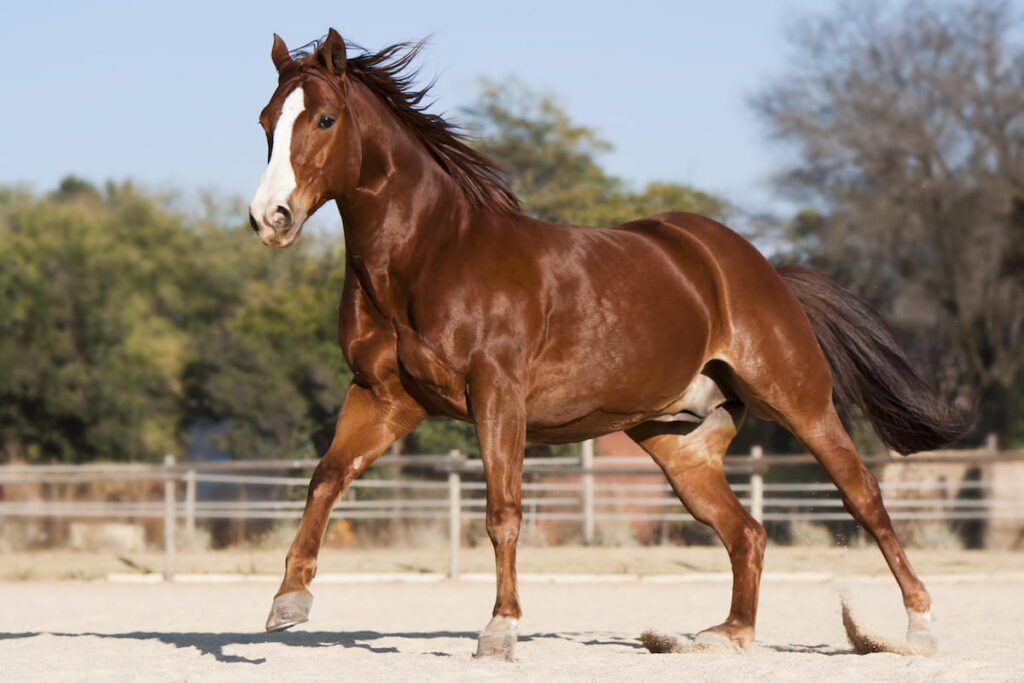 Running American quarter horse in paddock