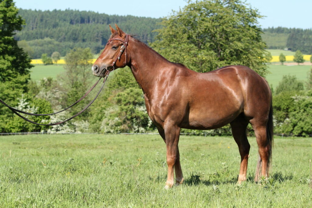 American Quarter horse tied in a green field