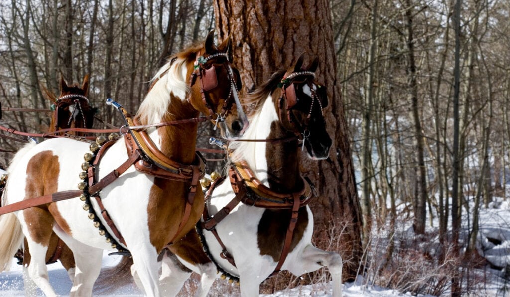 American Saddlebred horses eyes covered in a snowy day