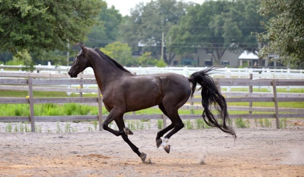 American Saddlebred