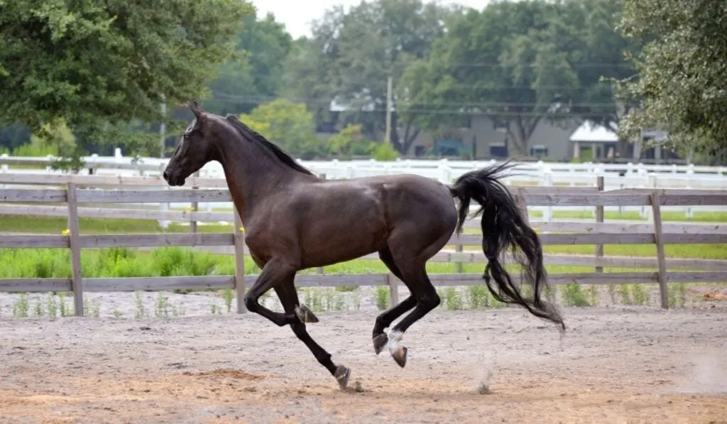 American Saddlebred