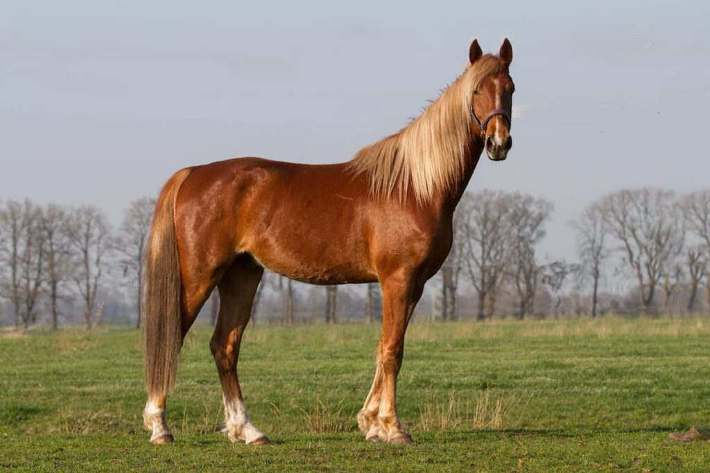 American Saddlebred Horse on the farm